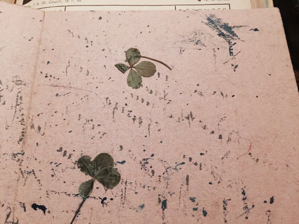 More dried clovers, on blotting paper   #MadeleineprojectEN https://t.co/htNUwKFXzE
